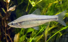 Topmouth Gudgeon photo 1