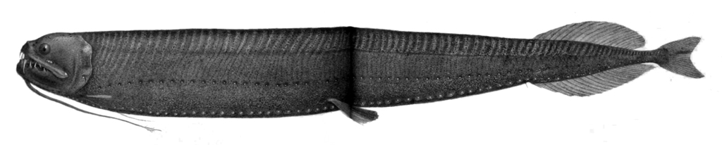 Obese Dragonfish