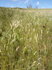 Melica transsilvanica