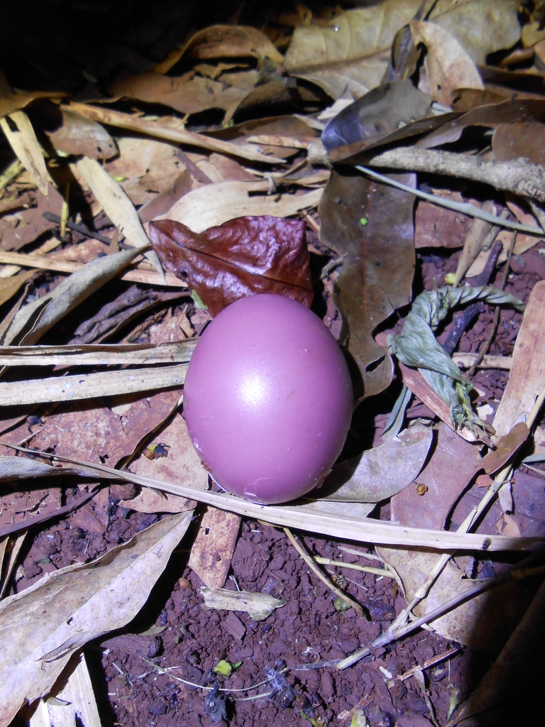 Tataupa Tinamou