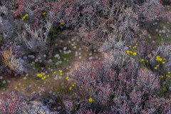 Tecticornia triandra