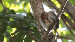 Glaucidium palmarum