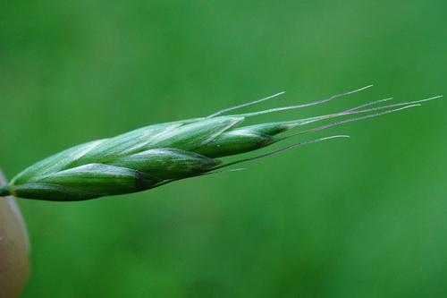 Image of Meadow Brome (Bromus commutatus) by (c) Patrick Hacker, some rights reserved (CC BY)