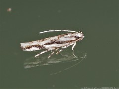 Melanocinclis lineigera