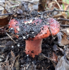 Russula purpureoflava