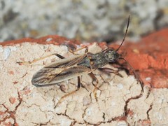 Paromius longulus