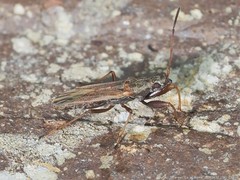 Paromius longulus