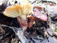 Russula purpureoflava