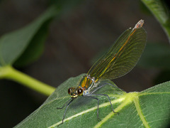 Calopteryx splendens