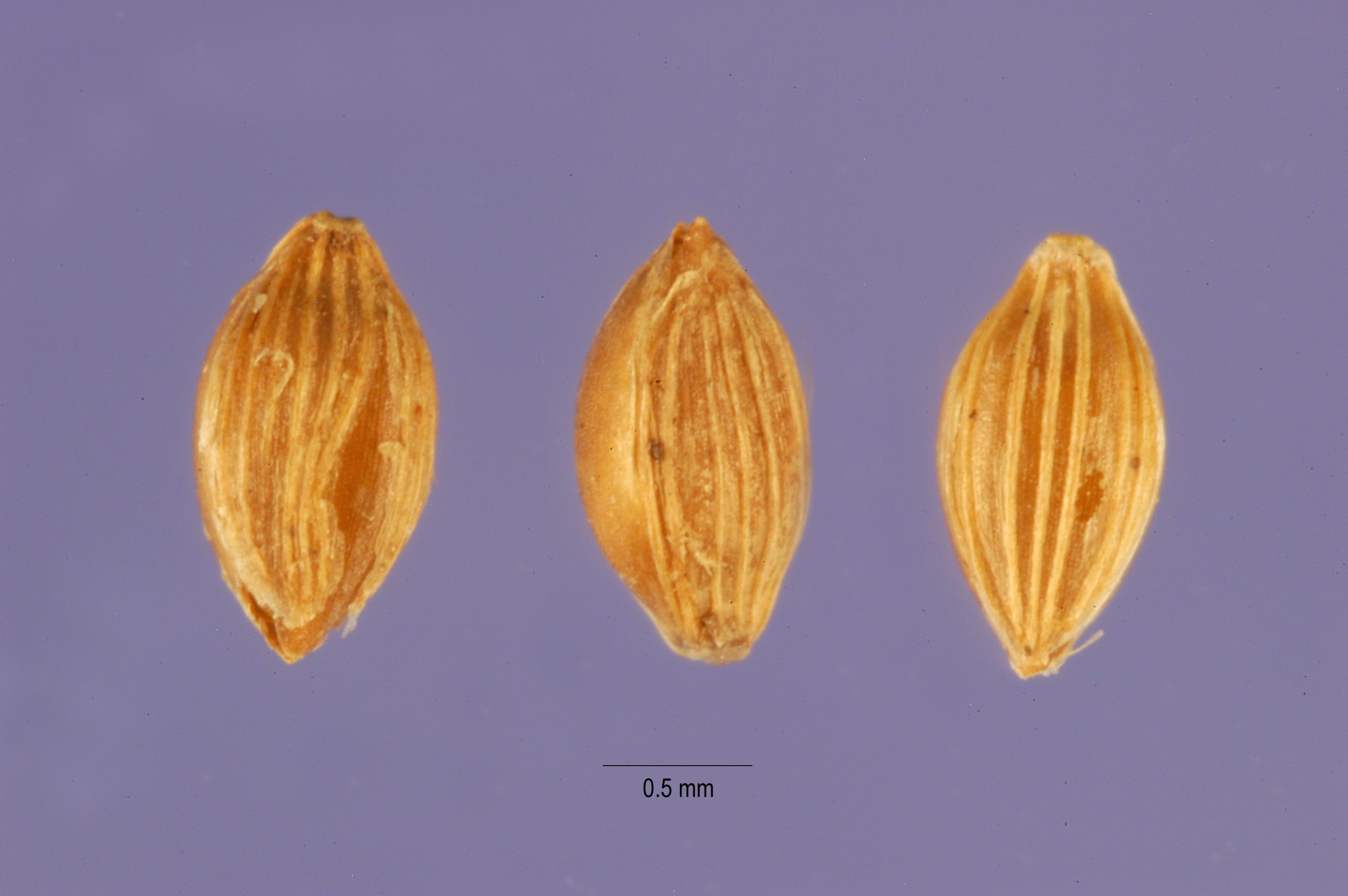 Digitaria exilis