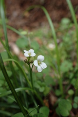 Cardamine dolichostyla