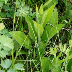 Picris japonica kamtschatica