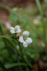 Cardamine dolichostyla
