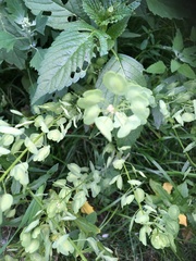 Thlaspi arvense