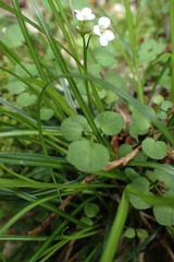 Cardamine dolichostyla