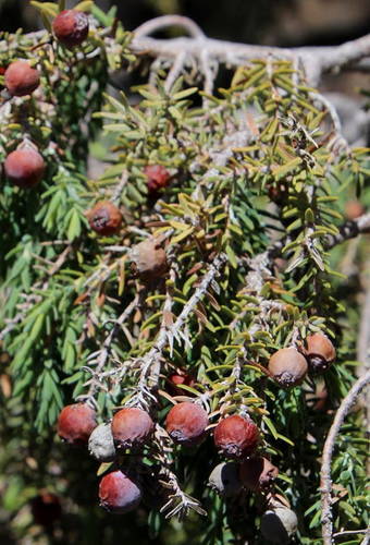 Canary Islands juniper