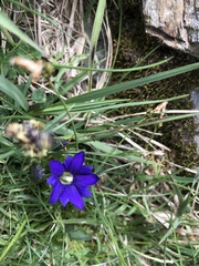 Gentiana pyrenaica