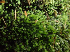 Fissidens osmundioides