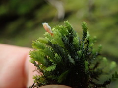 Fissidens osmundioides