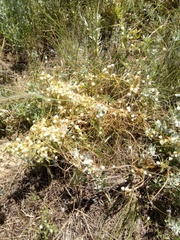 Cuscuta australis cesatiana