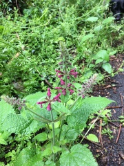 Stachys sylvatica