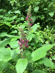 Stachys sylvatica