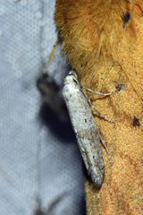 Epermenia cicutaella