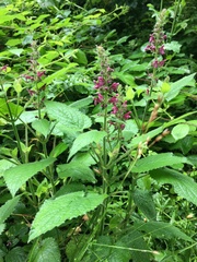 Stachys sylvatica