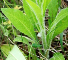 Picris japonica kamtschatica