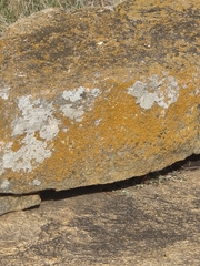 Ophisops leschenaultii