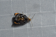 Olethreutes auricapitana