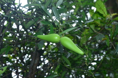Anodendron affine