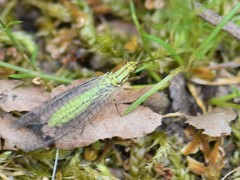 Hypochrysa elegans