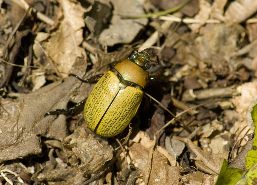 Precious Metal Scarabs (Genus Pelidnota) · iNaturalist