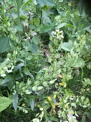 Thlaspi arvense