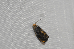 Olethreutes auricapitana
