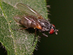 Emmesomyia