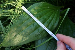 Plantago urvillei
