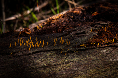 Calocera guepinioides