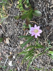 Lewisia pygmaea
