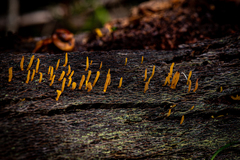 Calocera guepinioides