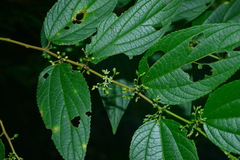 Trema cannabina
