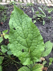 Pentaglottis sempervirens
