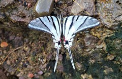Protographium epidaus tepicus