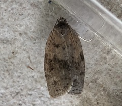 Choristoneura conflictana