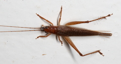 Aphonoidini
