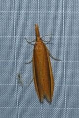 Donacaula albicostellus