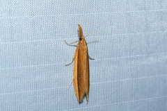 Donacaula albicostellus