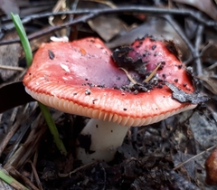 Russula persanguinea