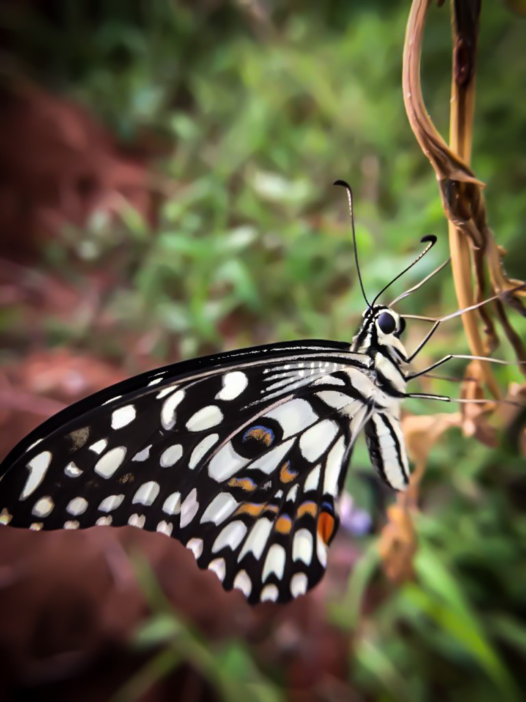 达摩凤蝶（Papilio demoleus）